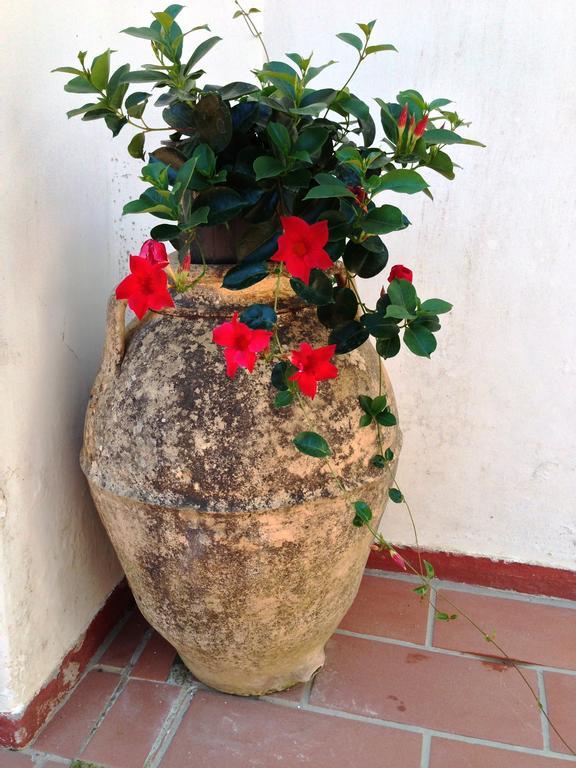 Mediterraneo Bed & Breakfast 阿纳卡普里 外观 照片